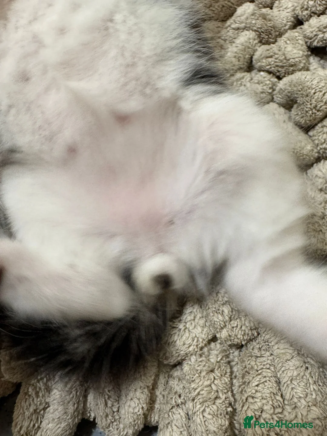 Mixed Breed cats for sale: Russian Blue x Tabby in Feltham - Advert 18