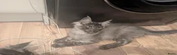 Maine Coon cats for sale: Maincoons wihtout papers price drop.  - Advert 5