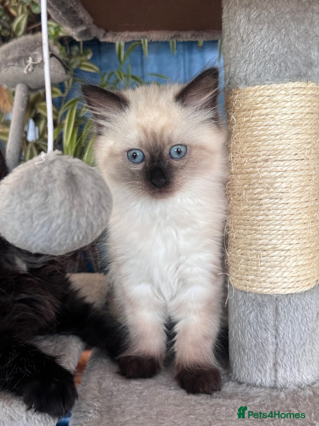 Mixed Breed cats for sale: Ragdoll and Maine Coon crossed  - Image 9