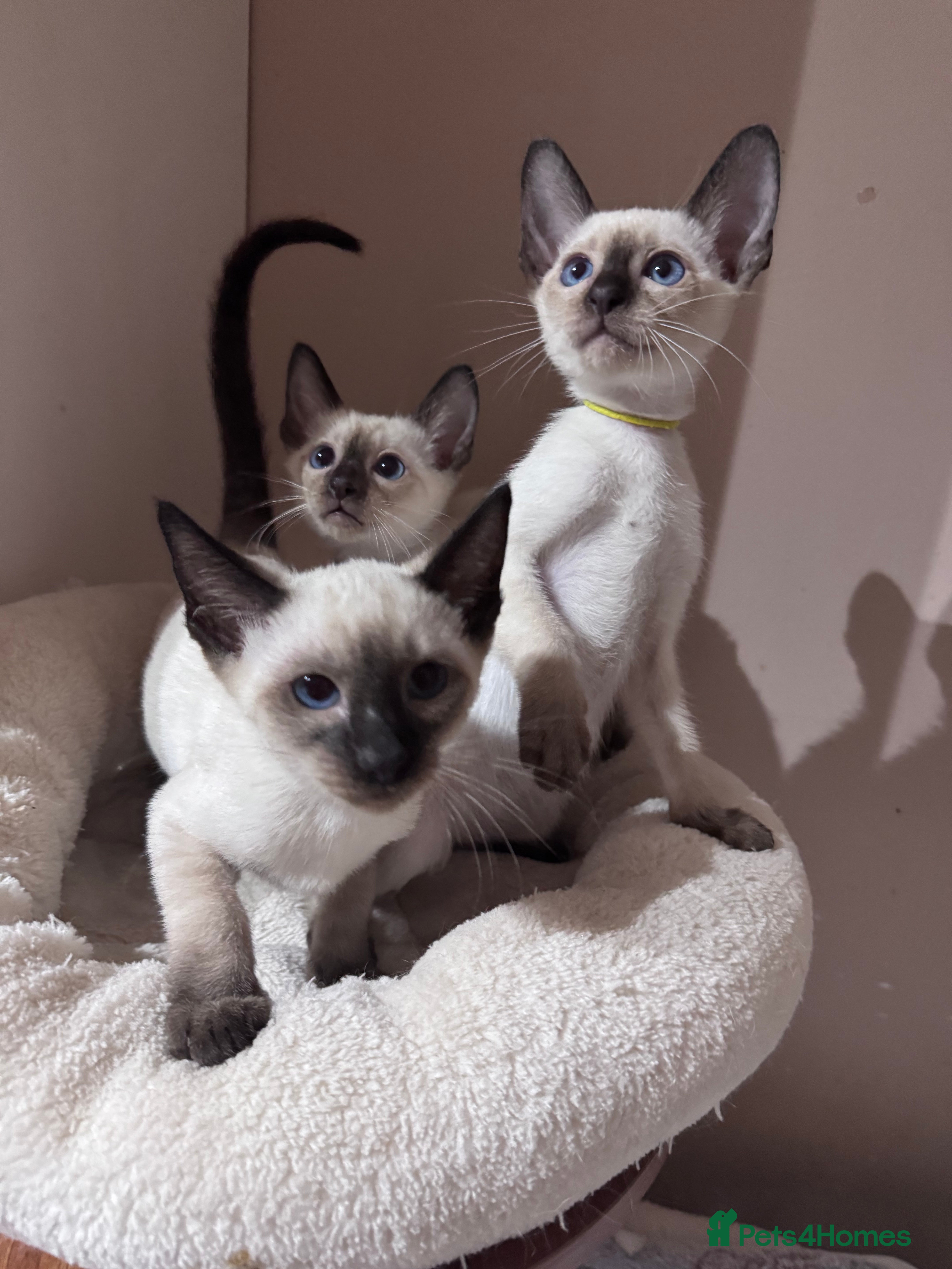 Siamese cats 4 affectionate male Siamese kittens  - Advert 1