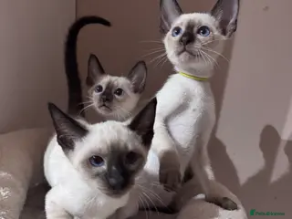 Siamese cats 4 affectionate male Siamese kittens - Advert 1