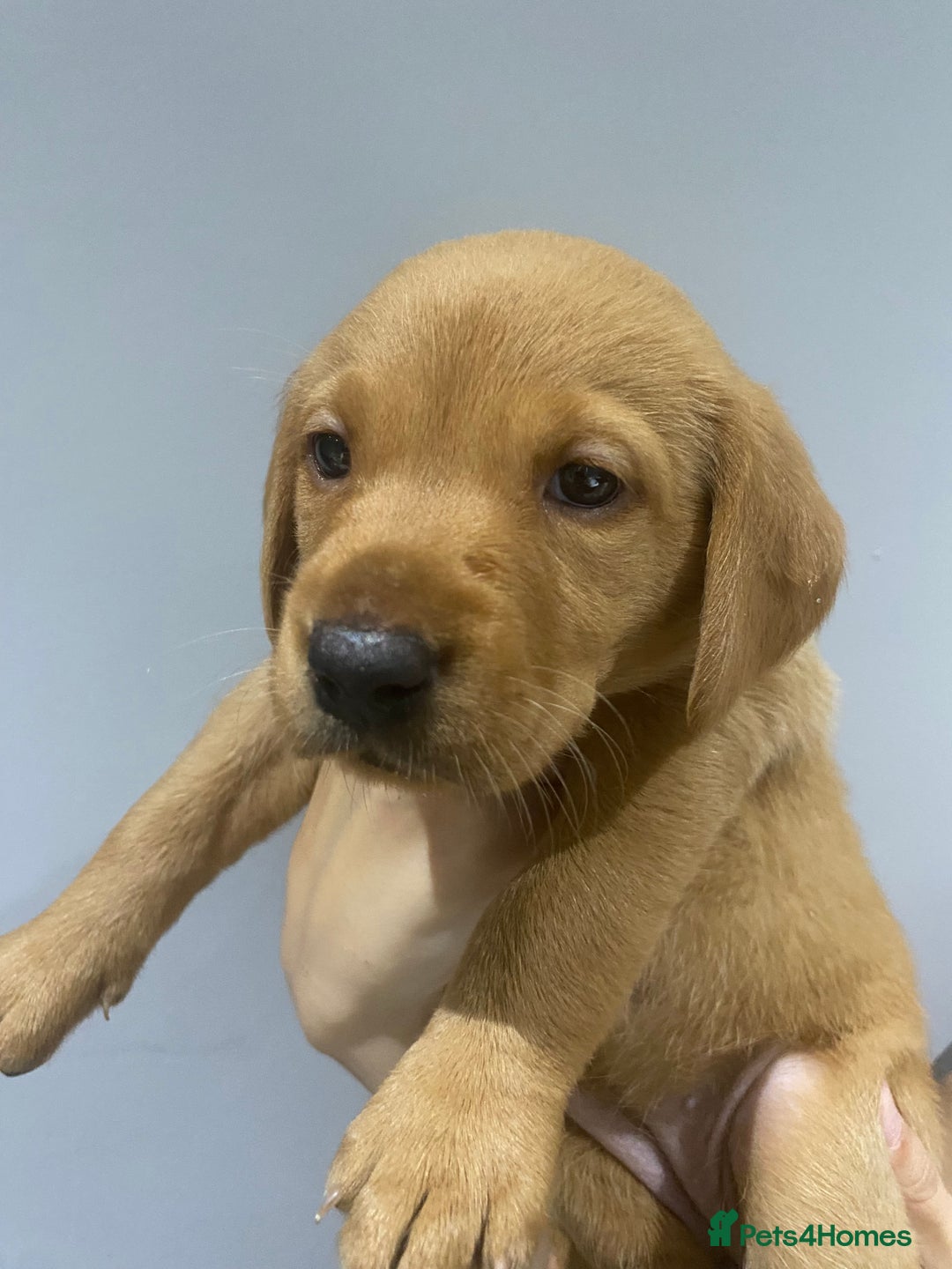 Labrador Retriever dogs for sale: KC Fox Red Labradors  - Image 7