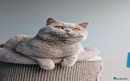 British Shorthair cats for stud: Champion 🏆 BSH stud  in Derby - Image 4