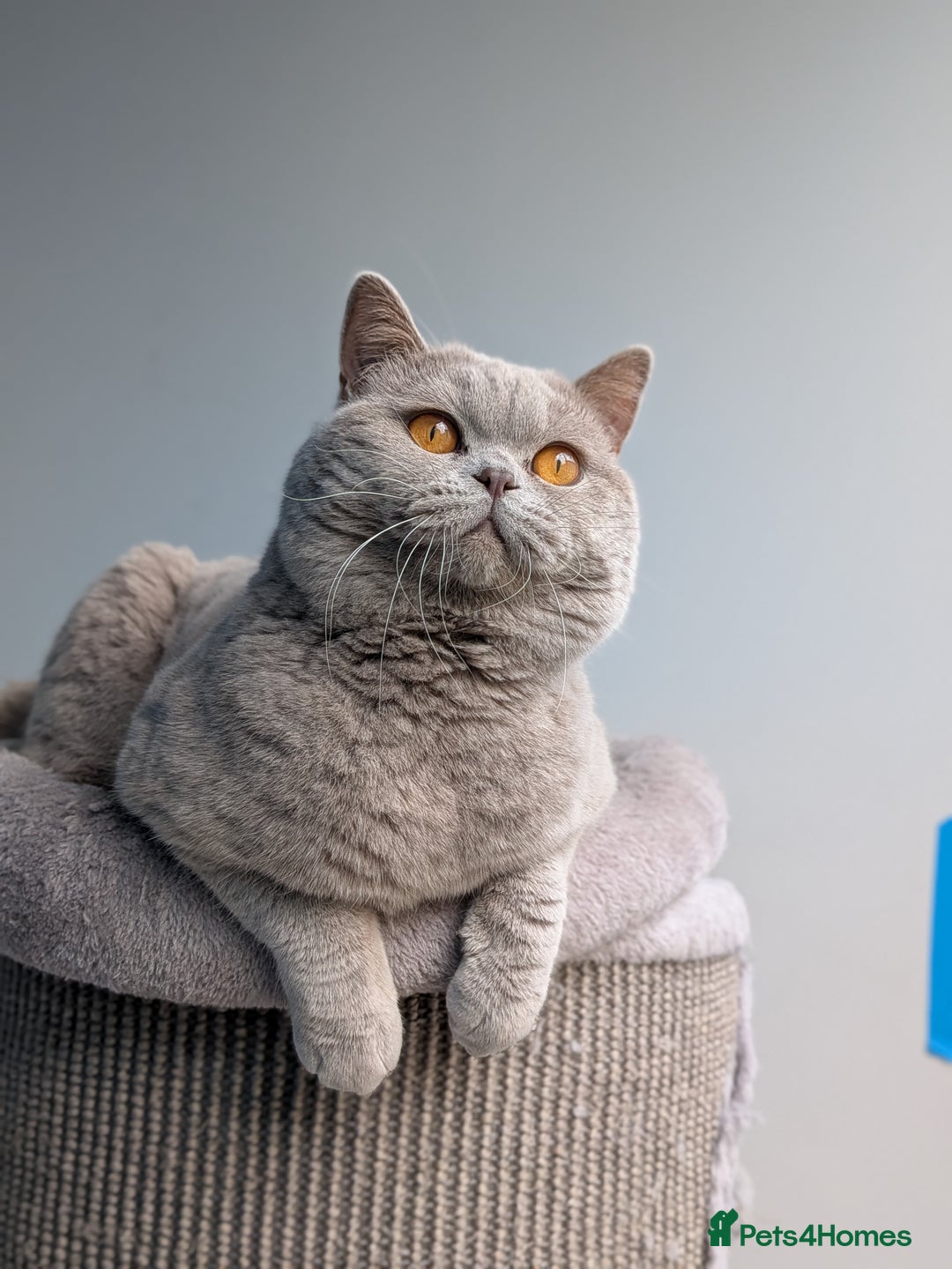 British Shorthair cats for stud: Champion 🏆 BSH stud  in Derby - Image 4