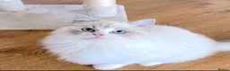 Ragdoll cats for sale: READY NOW *** GCCF REGISTERED RAGDOLL KITTENS - Advert 7