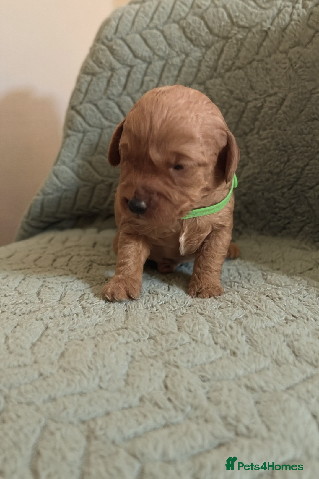 Labradoodle dogs for sale: 🐾F1b Healthy Labradoodle Puppies – Ready 18 Dec🐾 - Advert 17