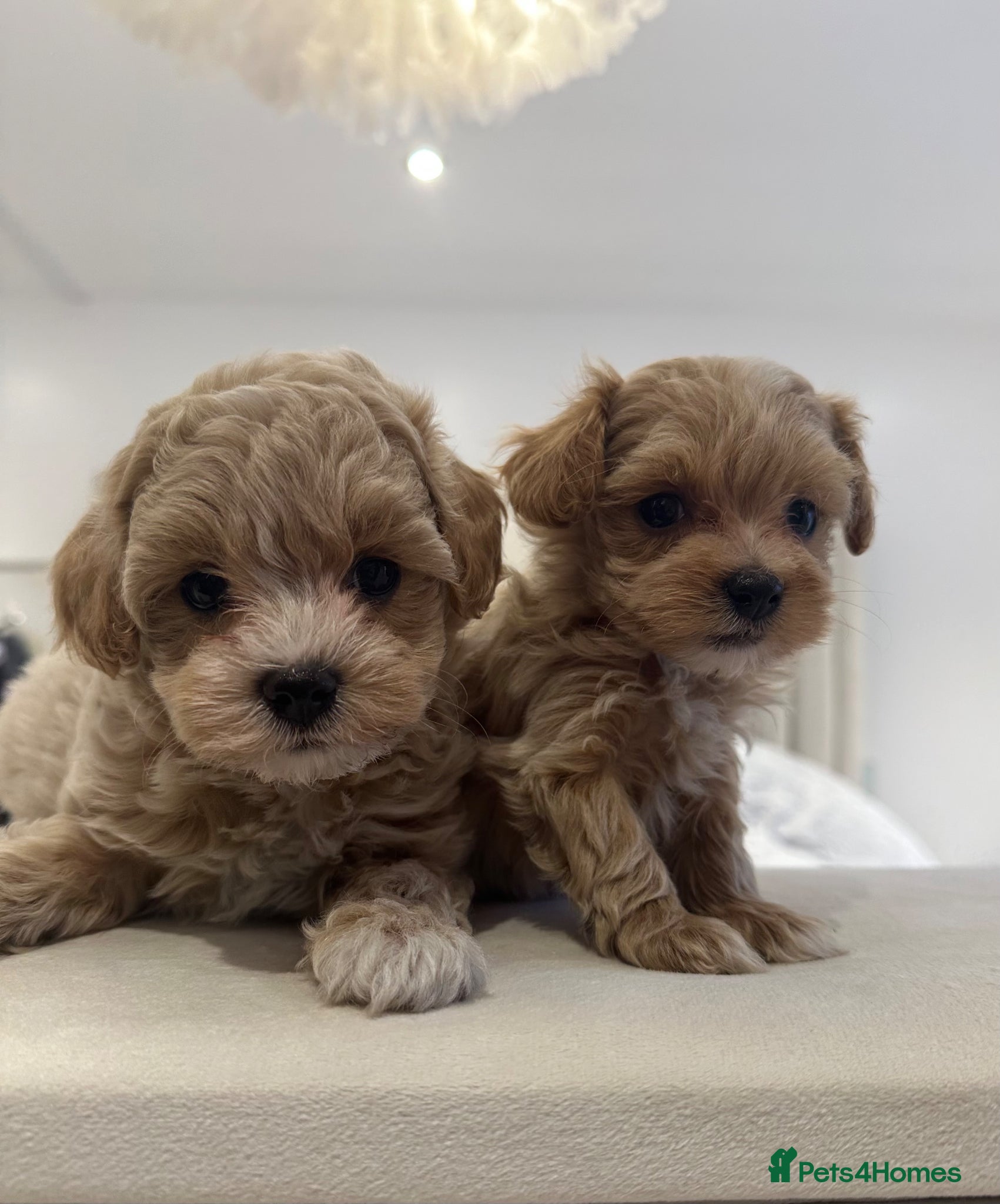 Maltipoo dogs 👑✨ F1 TOY MALTIPOO PUPS✨👑 - Advert 18