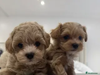 Maltipoo dogs 👑✨ F1 TOY MALTIPOO PUPS✨👑 - Advert 18