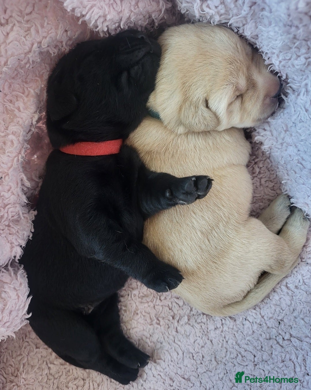 Labrador Retriever dogs for sale: Labrador Puppies for sale pedigree  - Image 24