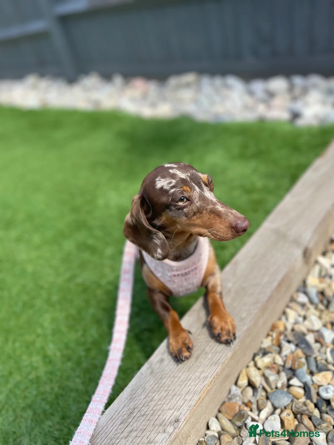 Miniature Dachshund dogs for sale: Kennel club Miniature Dachshund PRA Clear  - Advert 3