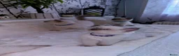 Ragdoll cats for sale: Pure Blue Point Ragdoll Kittens  - Advert 12
