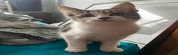 Maine Coon cats for sale: Playful Maine coon kittens ready for a loving home - Advert 12