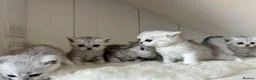 British Shorthair cats for sale: Stunning Snow Spot BSH Kittens  - Advert 5