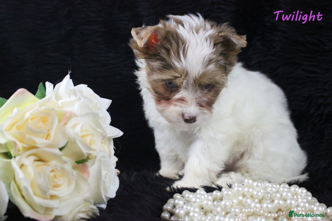 Yorkshire Terrier dogs for sale: Choc & White Yorkie Girl Blue eyes – Ready Now - Advert 15
