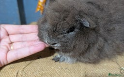 Guinea Pig rodents for sale: Swiss breed guinea pig babies & going adults  - Image 2