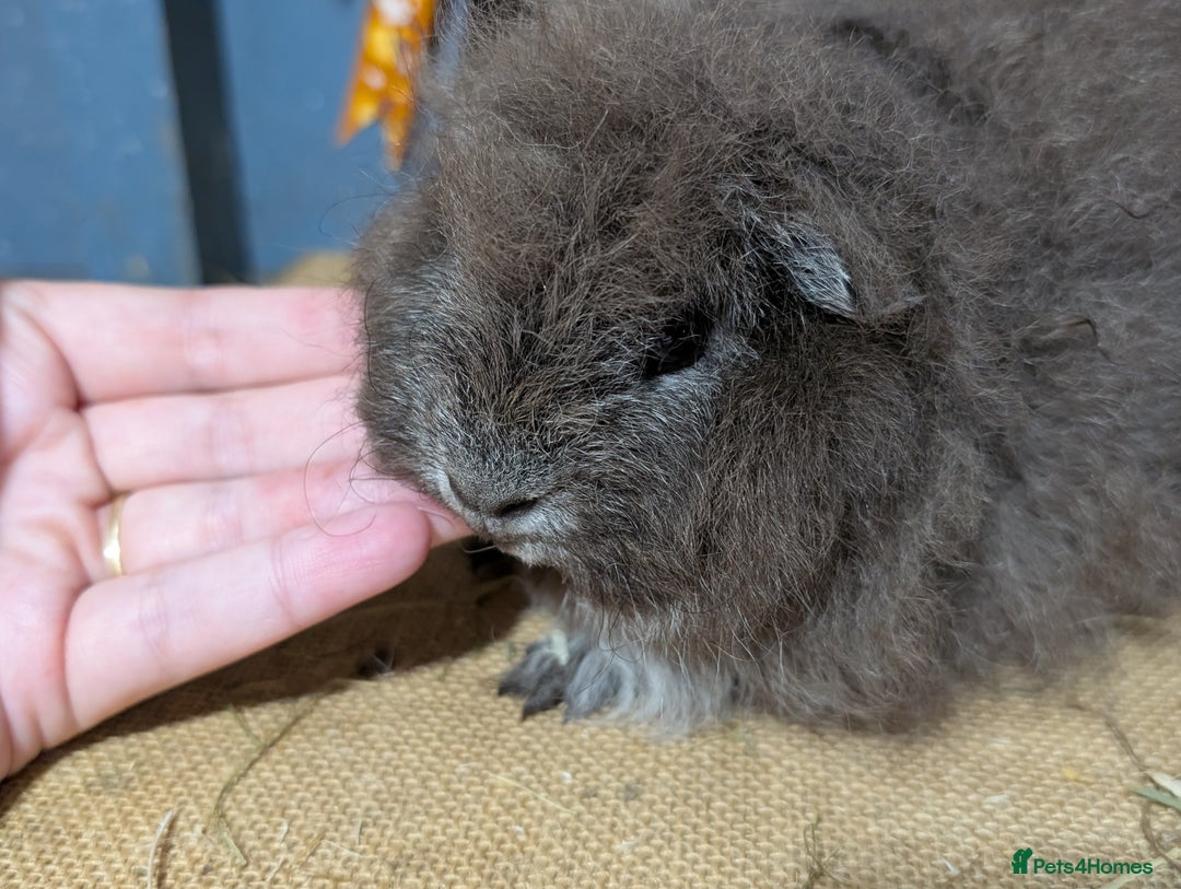 Guinea Pig rodents for sale: Swiss breed guinea pig babies & going adults  - Image 2