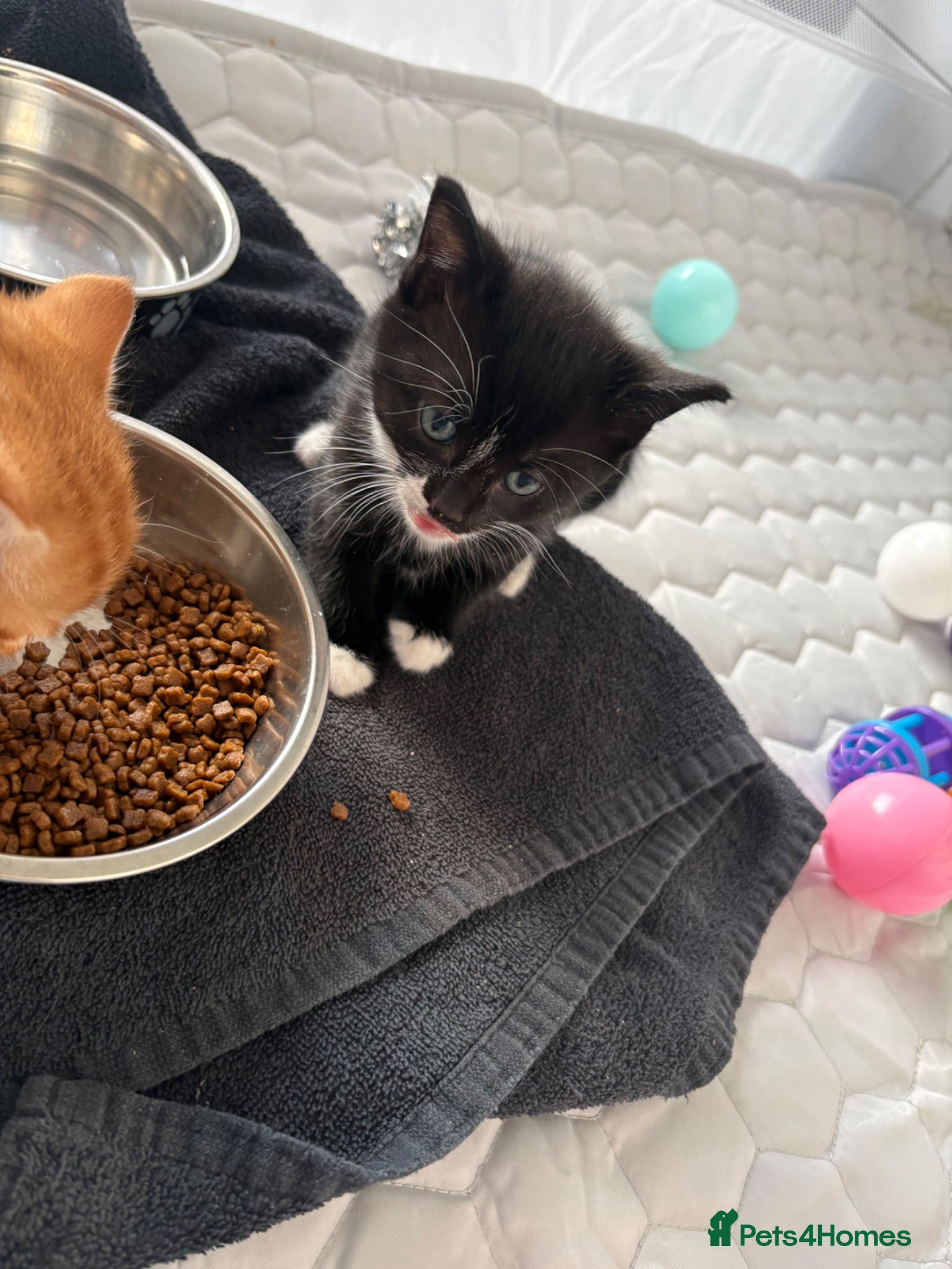 Mixed Breed cats Beautiful kittens looking for their forever home  - Advert 19