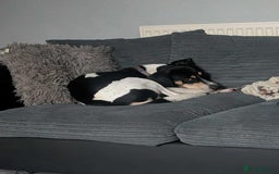 Mixed Breed dogs for adoption: Hutch is ready to find his forever family! - Image 11
