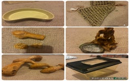Bearded Dragon reptiles for sale: Complete bearded dragon / vivarium  - Image 15