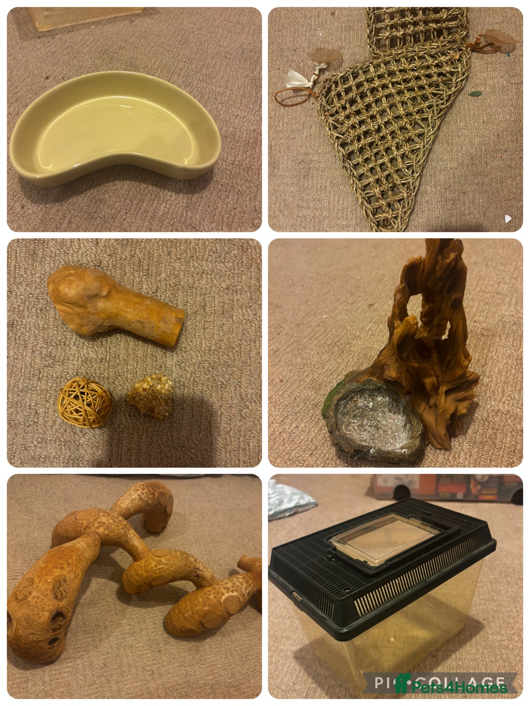 Bearded Dragon reptiles for sale: Complete bearded dragon / vivarium  - Image 15