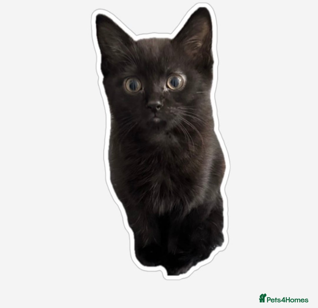 Mixed Breed cats for sale:  4 Kittens British long & short hair mixed breed. - Advert 7