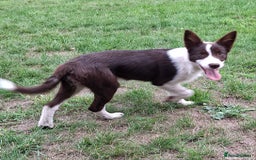 Border Collie dogs for sale: Red and White border collie bitch puppies  - Image 1