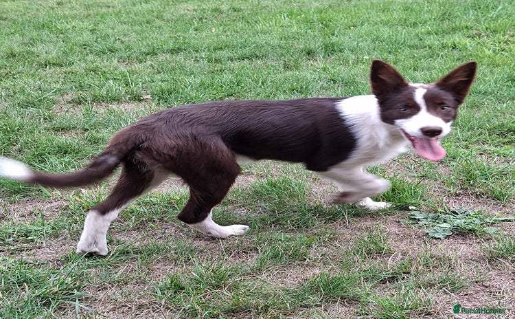 Border Collie dogs - Advert 5