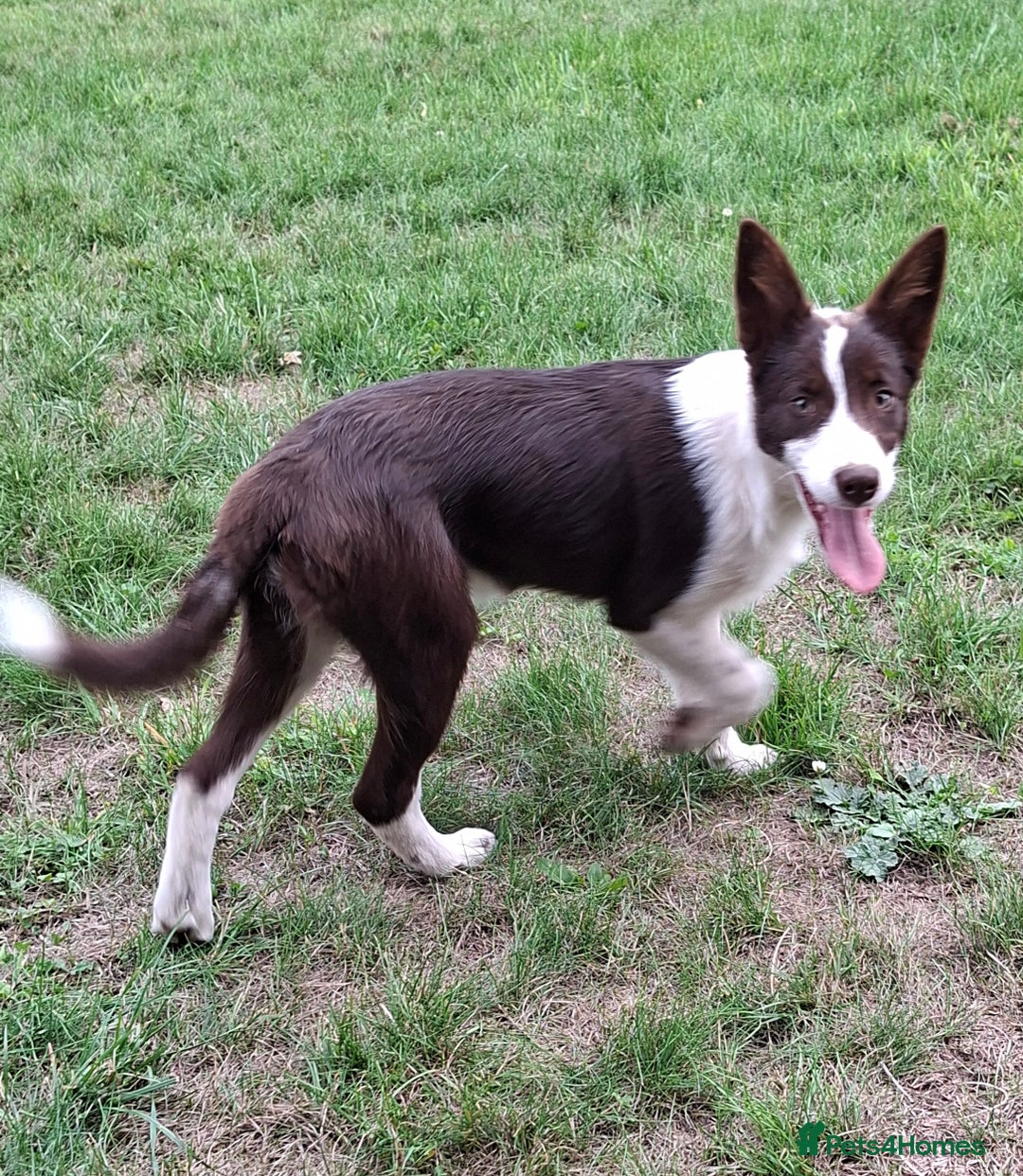 Border Collie dogs for sale: Red and White border collie bitch puppies  - Image 1