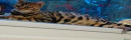 Bengal cats for sale: Female glitter Bengal for sale - Advert 19