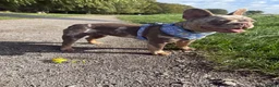 Mixed Breed dogs for sale: French x English bulldogs - Advert 14