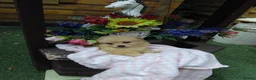 Pomeranian dogs for sale: Stunning palmeranian puppies for sale 8 weeks old. - Advert 9