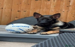 German Shepherd dogs for sale: Playful 5 Moth Old German Shepherd Male - Image 1