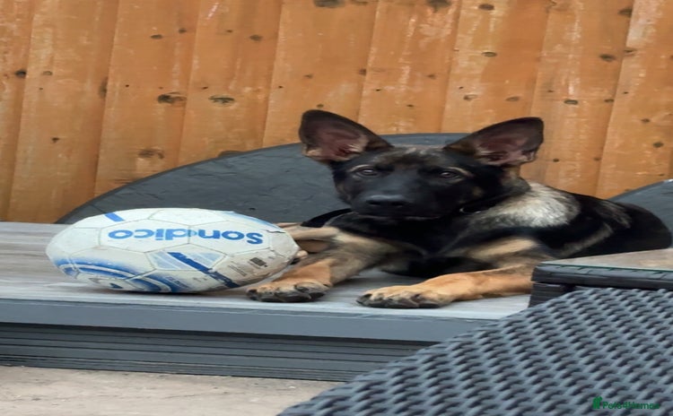 German Shepherd dogs - Advert 1