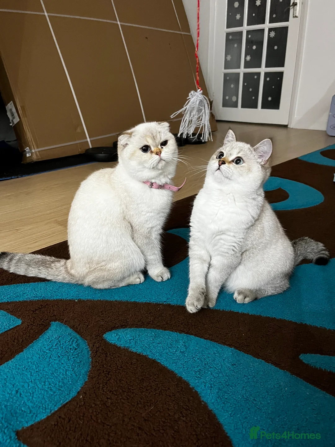 British Shorthair cats for sale: British shorthair Enzo and Misty - Advert 14