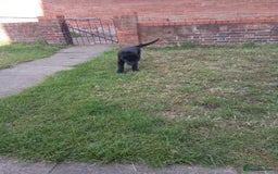 Mixed Breed dogs for sale: Caucasian shepherd cross in Hartlepool - Image 10