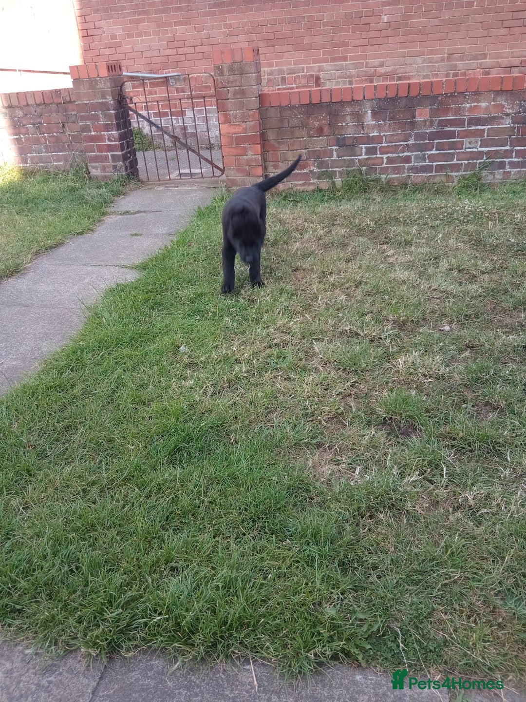 Mixed Breed dogs for sale: Caucasian shepherd cross in Hartlepool - Image 10
