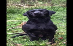 Labrador Retriever dogs for sale: Labrador puppies  - Image 5