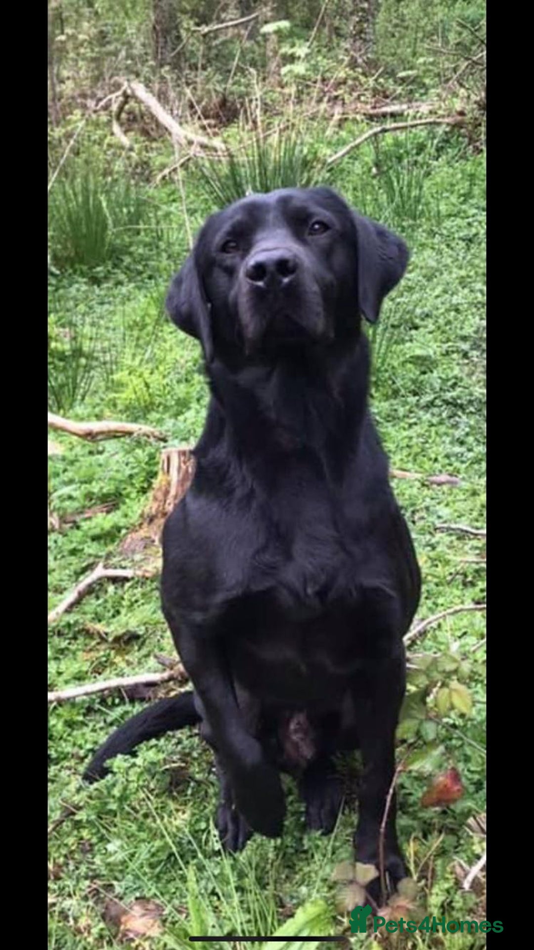 Labrador Retriever dogs for sale: Labrador puppies  - Image 5
