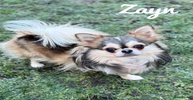 Chihuahua dogs - Advert 2