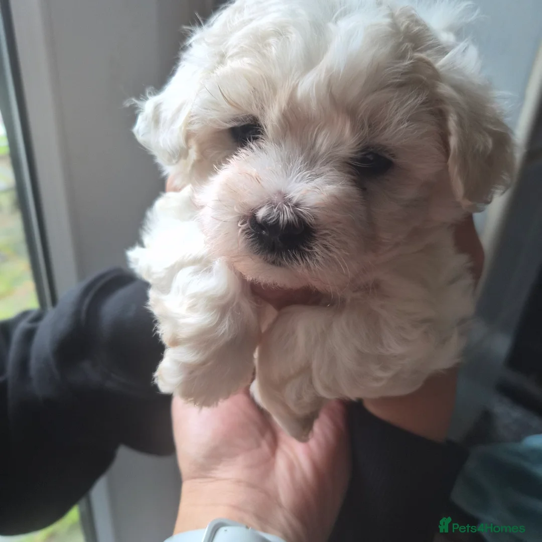 Bichon Frise dogs for sale: Bishon pedigree puppys - Advert 10