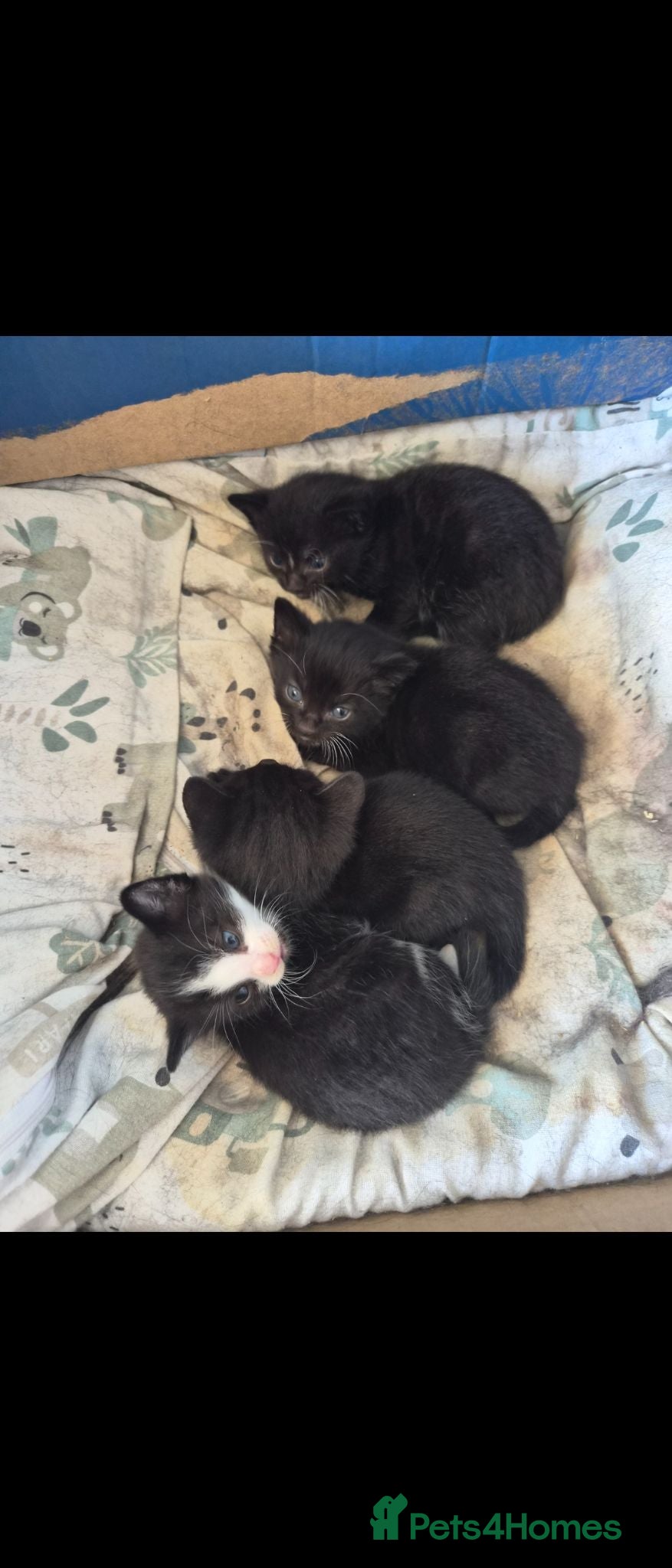 Mixed Breed cats Female kittens - Advert 10