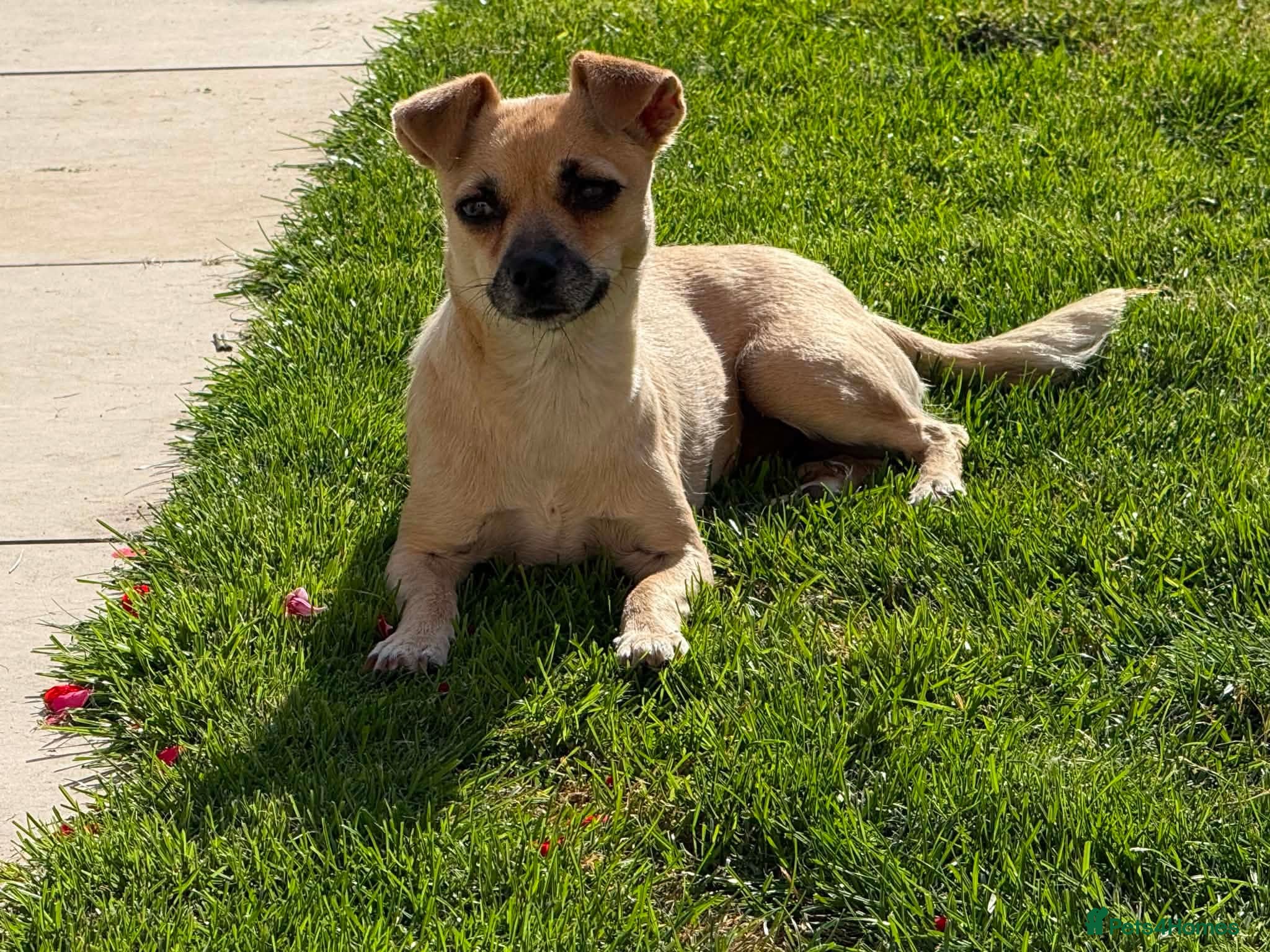 Mixed Breed dogs 🐾 MEET MARGO – OUR TEENY LITTLE POCKET ROCKET! 🐾 - Advert 1