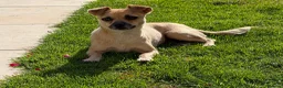 Mixed Breed dogs for adoption: 🐾 MEET MARGO – OUR TEENY LITTLE POCKET ROCKET! 🐾 in Newcastle upon Tyne - Advert 1