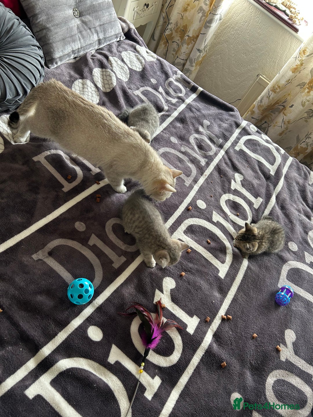 British Shorthair cats for sale: British shorthair kittens  - Image 39