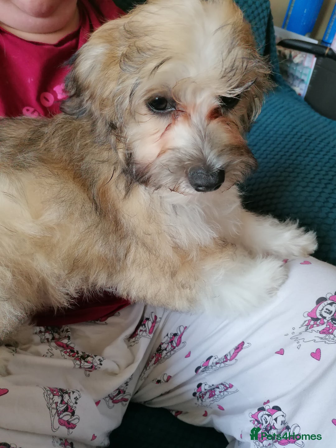 Mixed Breed dogs for sale: Boy puppies  - Image 5