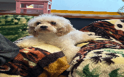 Cavachon dogs for sale: Fluffball Cavapoos ready to go 💕 - Image 23