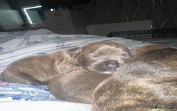 Staffordshire Bull Terrier dogs for sale: 2 blue male staff, 1 brindle girl staff  - Image 9
