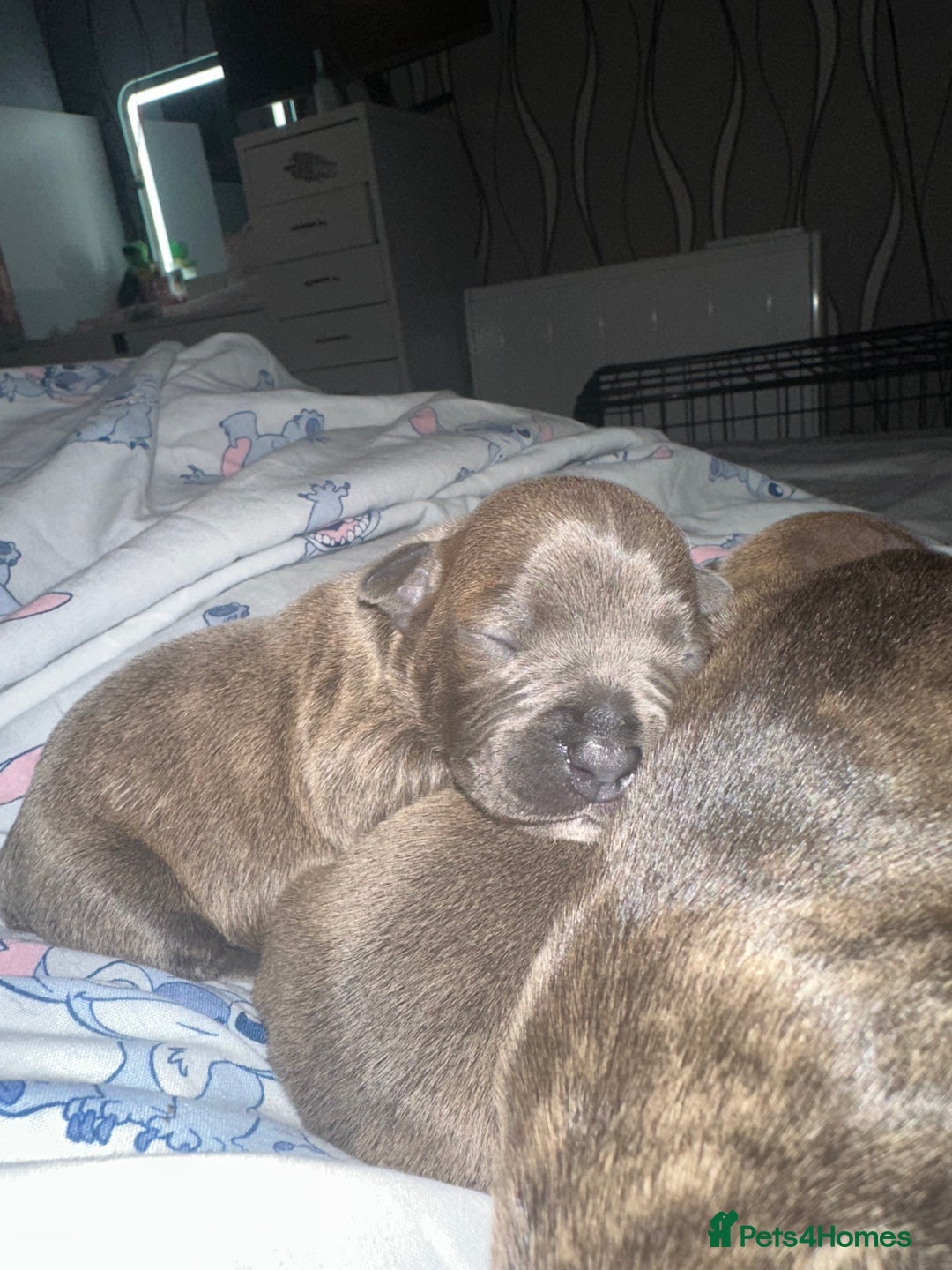 Staffordshire Bull Terrier dogs for sale: 2 blue male staff, 1 brindle girl staff  - Image 9