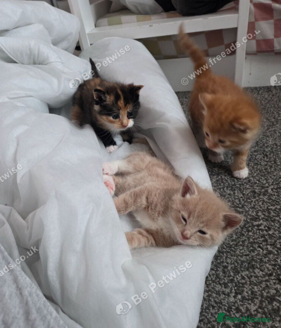Mixed Breed cats Gorgeous fluffy loving kittens. READY 05/09/2026 - Advert 1