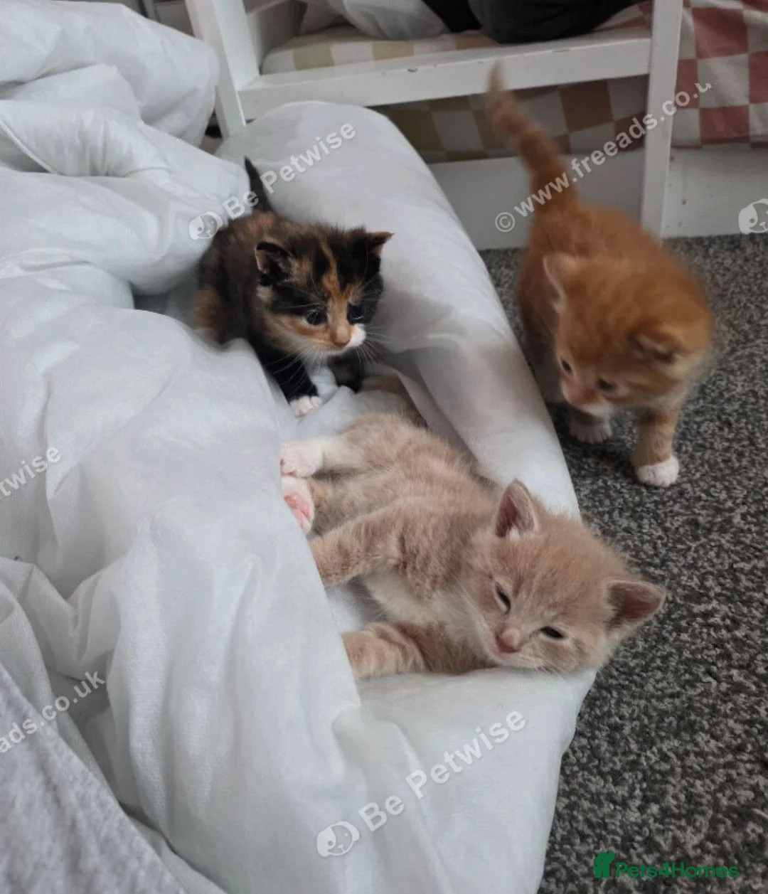 Mixed Breed cats for sale: Gorgeous fluffy loving kittens. READY 05/09/2026 - Advert 1